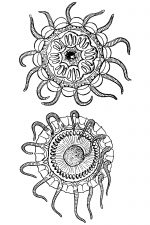 Jellyfish 8 - Two Views of the Pegantha