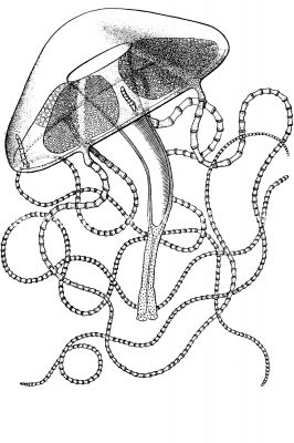 Jellyfish 5 - Liriope Scutigera