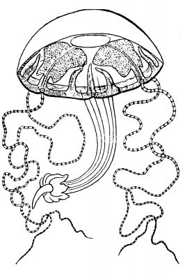Jellyfish 7 - Liriope Lutkenii