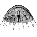 Types of Jellyfish 5 - Thaumatias Cymbaloidea