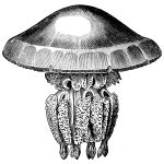 Types of Jellyfish 6 - Rhizostoma Cuvieri