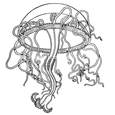 Types of Jellyfish 11 - Octochandra Diploconus