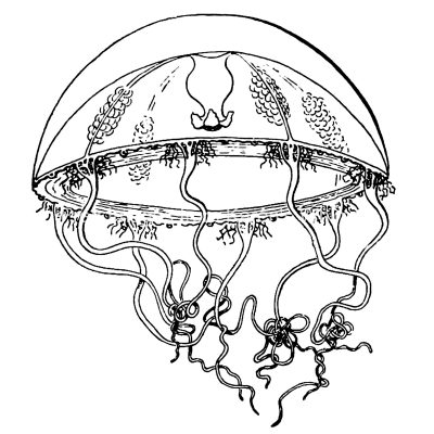 Types of Jellyfish 12 - Mitrocoma Cirrata
