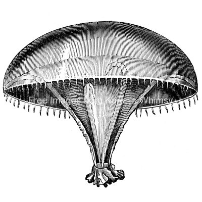 Types of Jellyfish 2 - Tima Flavilabris