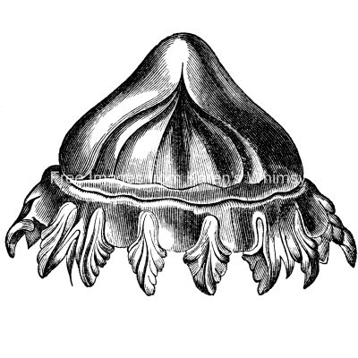 Types of Jellyfish 3 - Charybdaea Periphylla