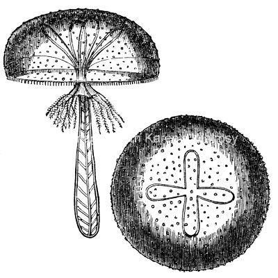 Types of Jellyfish 4 - Lymnorea Triedra