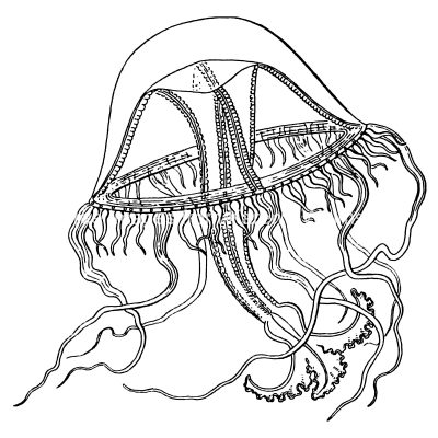 Types of Jellyfish 7 - Tima Teuscheri