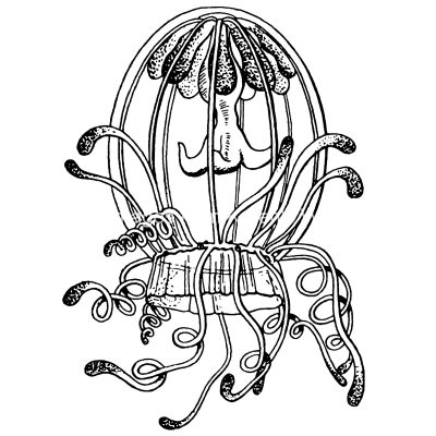 Types of Jellyfish 8 - Aglaura Nausicaa