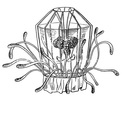 Types of Jellyfish 9 - Aglaura Laterna