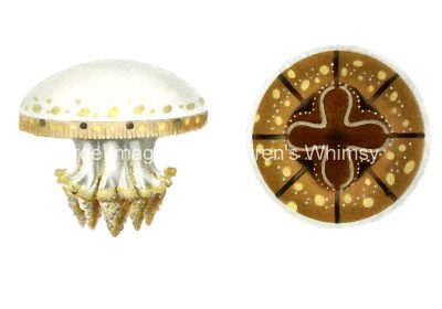 Jellyfish Drawings 4 - The Mastigias Papua