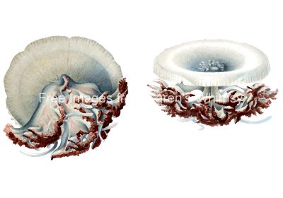 Jellyfish Drawings 6 - The Cephea Coerulea