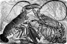 Ocean Clip Art 6 - Pair of Lobsters