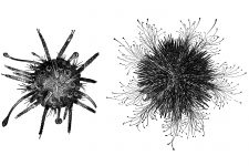 Ocean Clip Art 8 - Sea Urchins