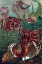 Ocean Animals Clip Art 1 - Hermit Crabs