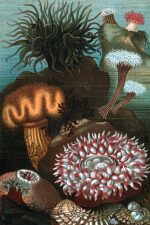 Ocean Animals Clip Art 5 - Sea Anemones