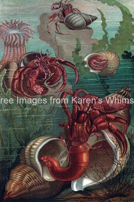 Ocean Animals Clip Art 1 - Hermit Crabs