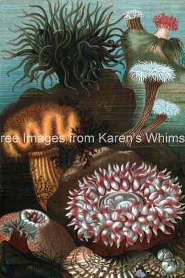 Ocean Animals Clip Art 5 - Sea Anemones