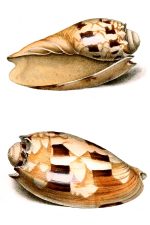 Seashells 2 - Voluta Diadema