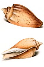 Seashells 3 - Voluta Marmorata