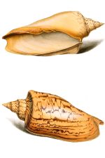 Seashells 4 - Voluta Angulata