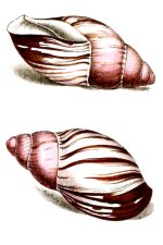 Seashells 5 - Achatina Marginata
