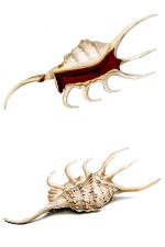 Seashells 6 - Pterocera Aurantia