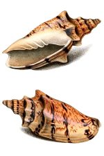 Seashells 8 - Voluta Pacifica