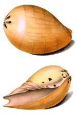 Seashells 9 - Voluta Tesselata