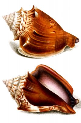 Seashells 1 - Strombus Pugilis