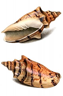 Seashells 8 - Voluta Pacifica
