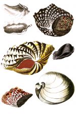 Mollusks 3 - Sea Clams