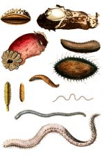 Mollusks 6 - Sea Slugs and Worms