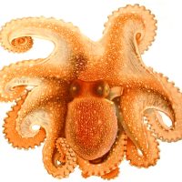Types of Octopus
