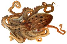 Types of Octopus 3 - Eledone Moschata