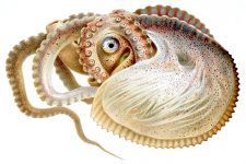 Types of Octopus 6 - The Argonauta Argo
