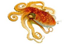 Types Of Octopus 8 Eledone Cirrhosa