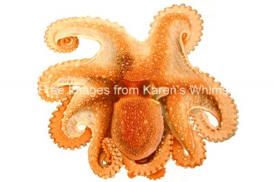 Types of Octopus 2 - The Octopus Salutii