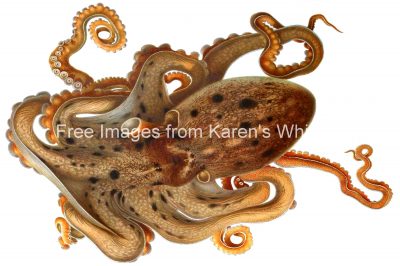 Types of Octopus 3 - Eledone Moschata