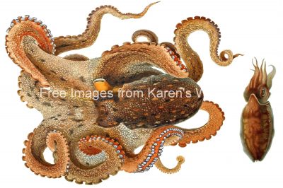 Types of Octopus 4 - Octopus Vulgaris
