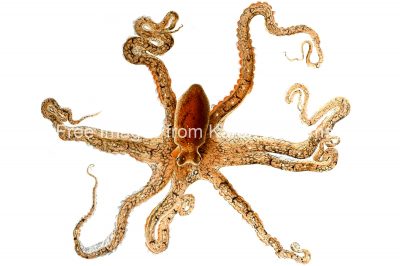 Types of Octopus 5 - Octopus De Filippi