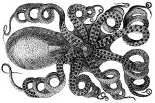 Octopus 6
