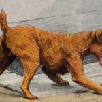 Pictures of Dogs 1 - Irish Terrier