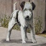 Pictures of Dogs 2 - Wire Haired Terrier