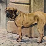 Pictures of Dogs 5 - Large Mastiff