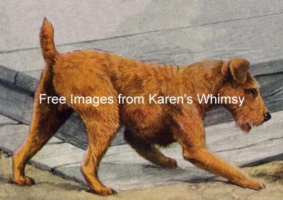 Pictures of Dogs 1 - Irish Terrier