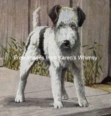 Pictures of Dogs 2 - Wire Haired Terrier