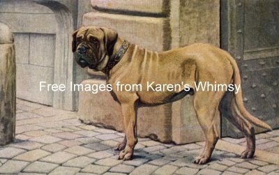 Pictures of Dogs 5 - Large Mastiff