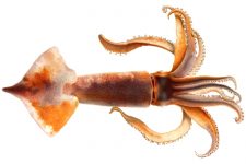 Squid 3 - Todarodes Sagittatus