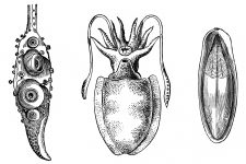 Squid 5 - Sepiola Atlantica