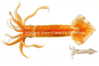 Squid 4 - Common Sepia